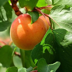 Marhuľa obyčajná (Prunus Armeniaca) ´SOMO´ - neskorá 180-200 cm, voľnokorenná